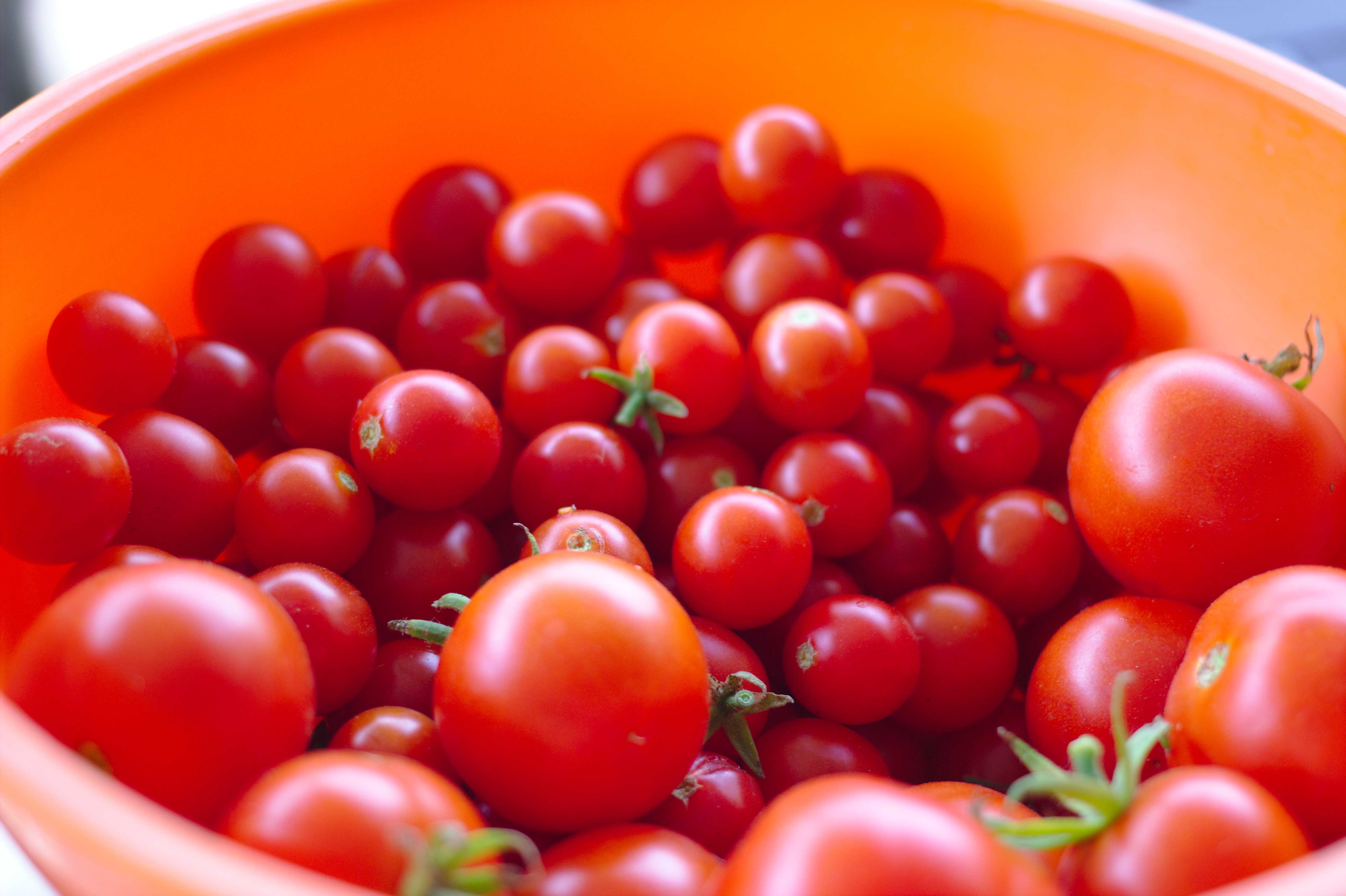 Tomatoes collected from my garden and used in this recipe