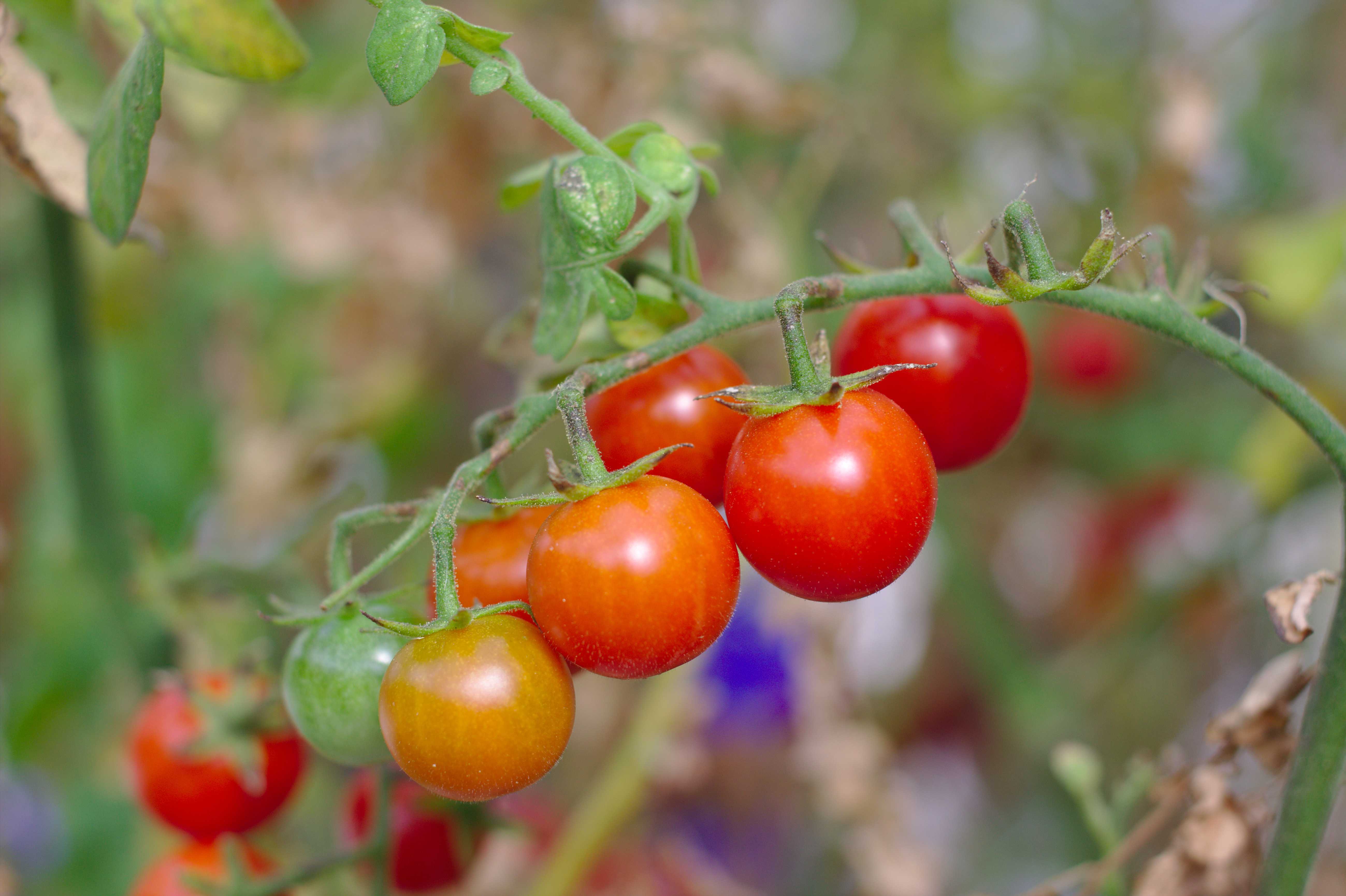 Tomatoes on the vine.